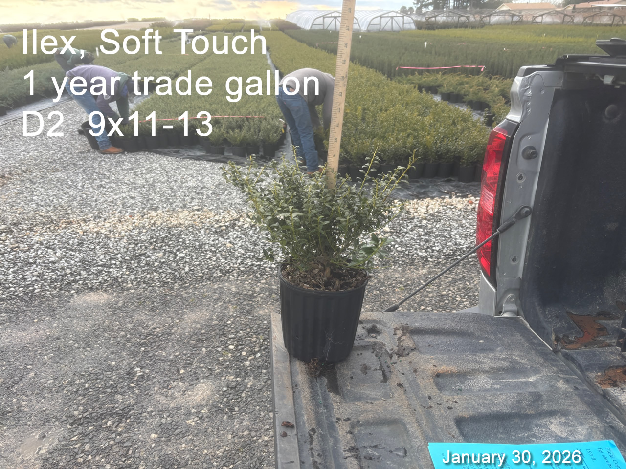 gallery/st1yt d2 jan30.jpg